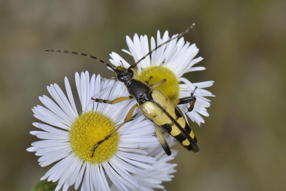 Rutpela maculata ssp. maculata - Cerambycidae